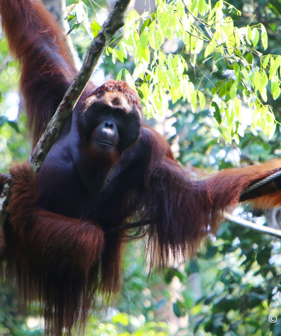 Orangutan 21