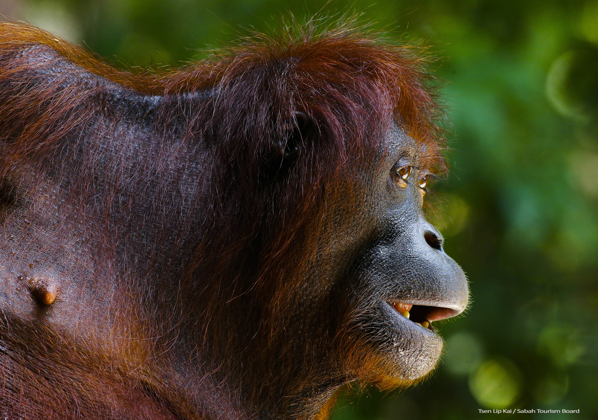 Orangutan Sabah_Tourism-Tsen Lip Kai-PIC_276