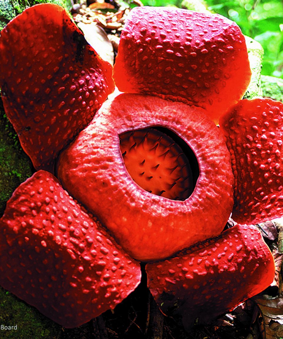 Rafflesia Edited-STB